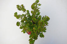 Load image into Gallery viewer, Cotyledon Woodii - Cutting - John & Norma's Succulents