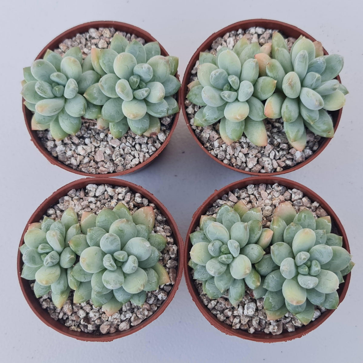 Pachyphytum Rainbow Beauty