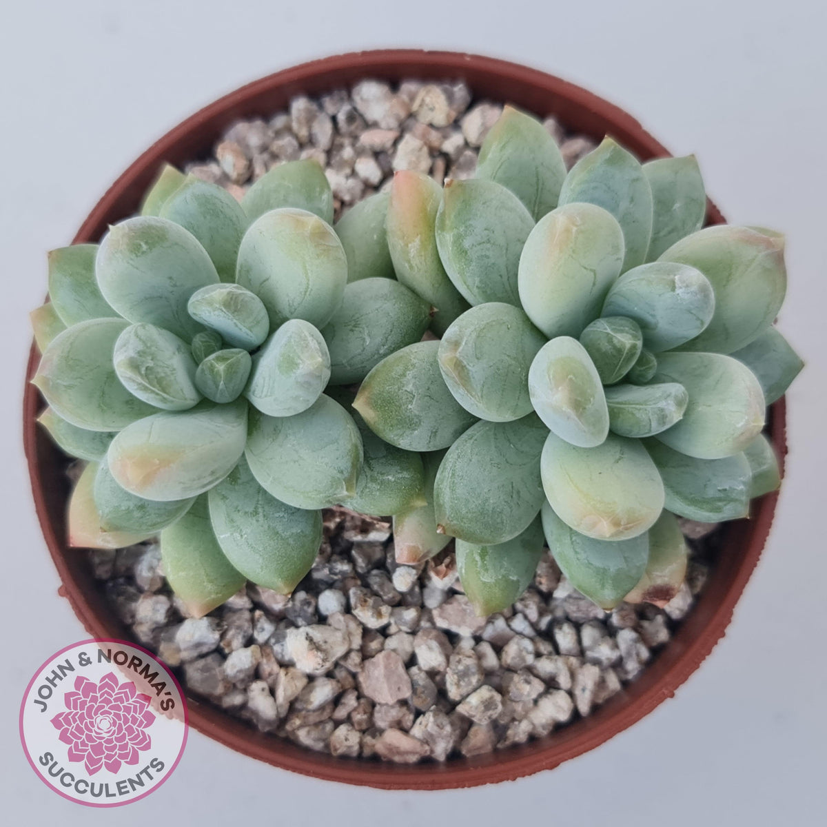 Pachyphytum Rainbow Beauty