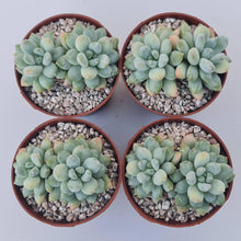 Load image into Gallery viewer, Pachyphytum Rainbow Beauty - John & Norma's Succulents Australia
