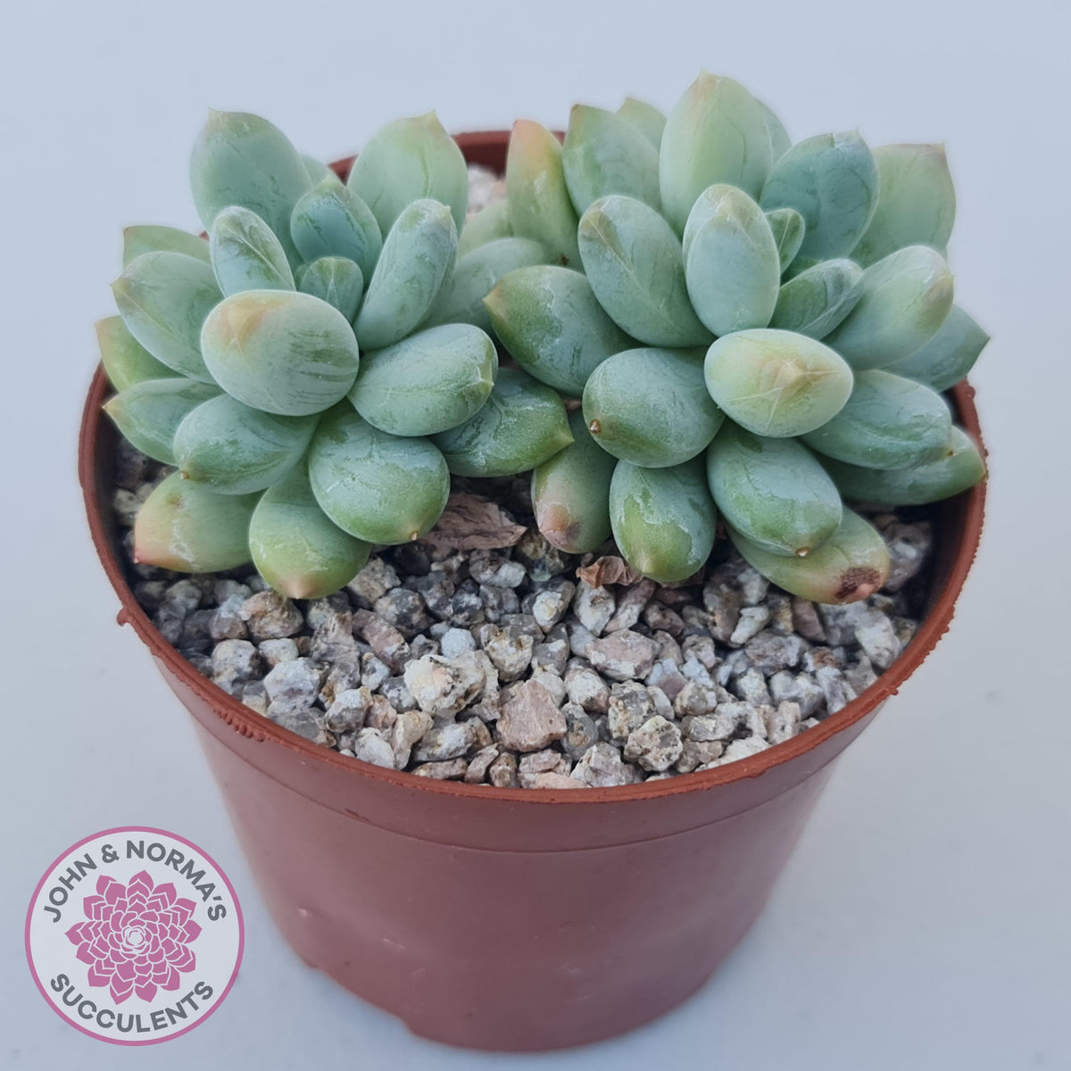 Pachyphytum Rainbow Beauty
