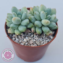 Load image into Gallery viewer, Pachyphytum Rainbow Beauty - John & Norma's Succulents Australia