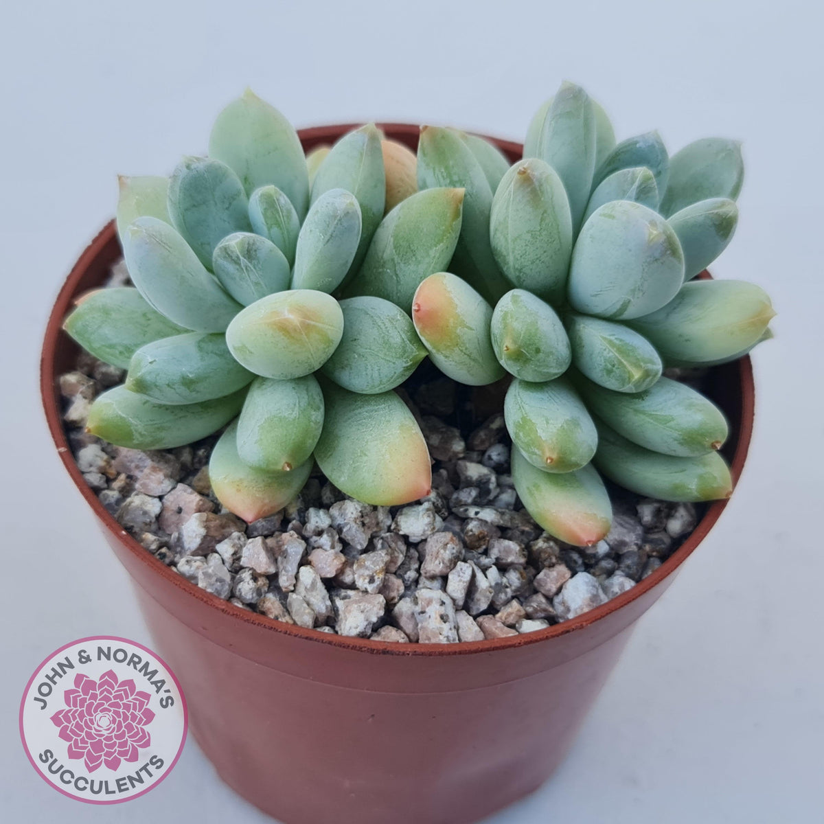 Pachyphytum Rainbow Beauty