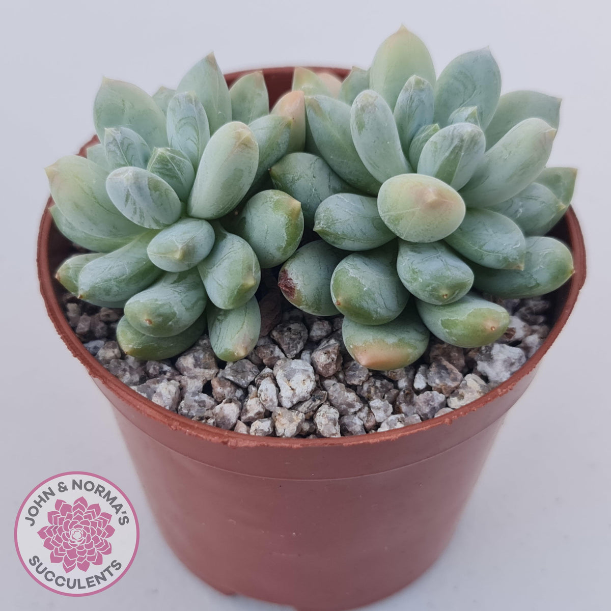 Pachyphytum Rainbow Beauty
