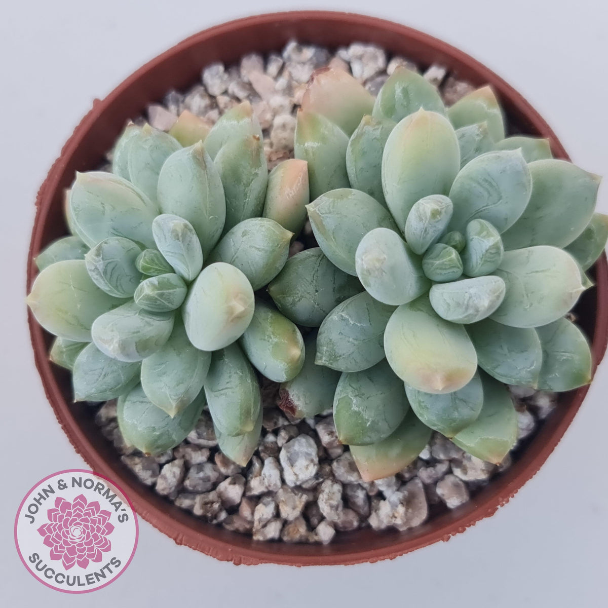 Pachyphytum Rainbow Beauty