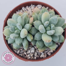 Load image into Gallery viewer, Pachyphytum Rainbow Beauty - John & Norma's Succulents Australia