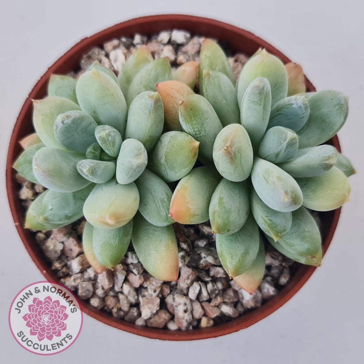 Pachyphytum Rainbow Beauty