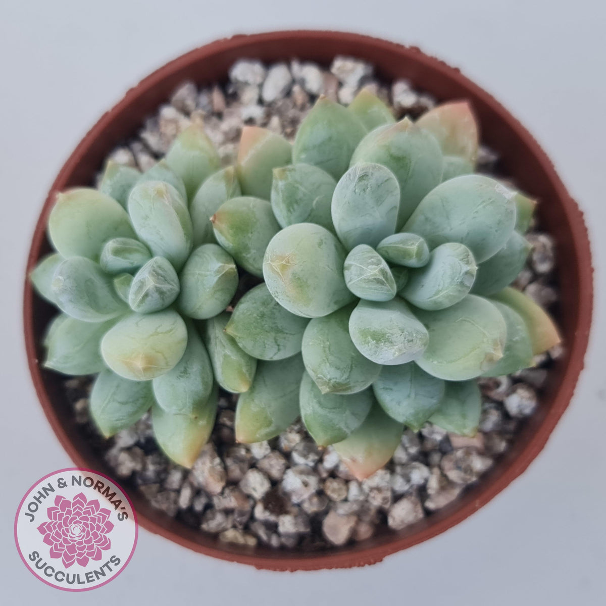 Pachyphytum Rainbow Beauty