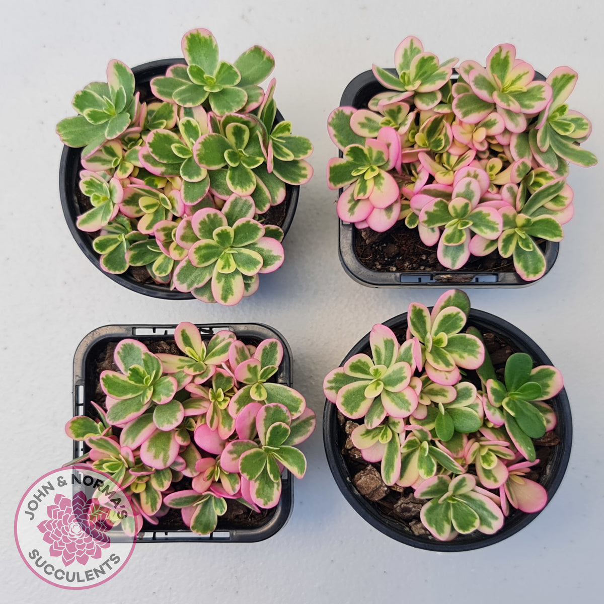 Portulaca oleracea variegata