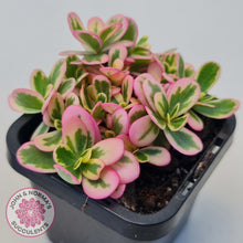 Load image into Gallery viewer, Portulaca oleracea variegata