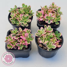 Load image into Gallery viewer, Portulaca oleracea variegata