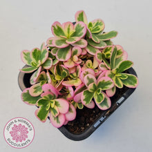 Load image into Gallery viewer, Portulaca oleracea variegata