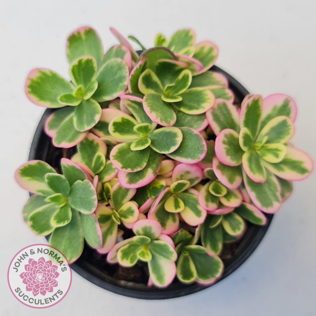 Portulaca oleracea variegata