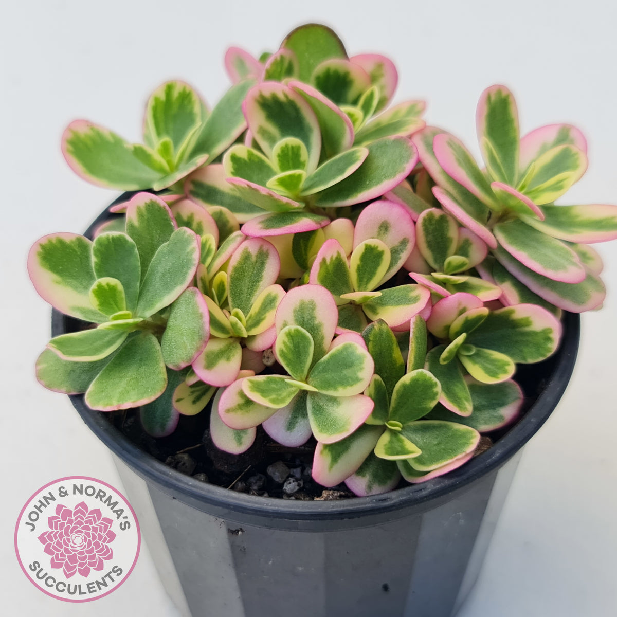 Portulaca oleracea variegata