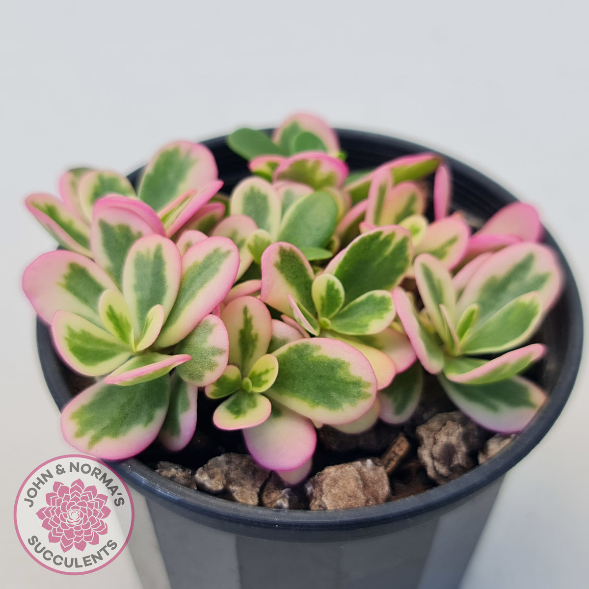 Portulaca oleracea variegata
