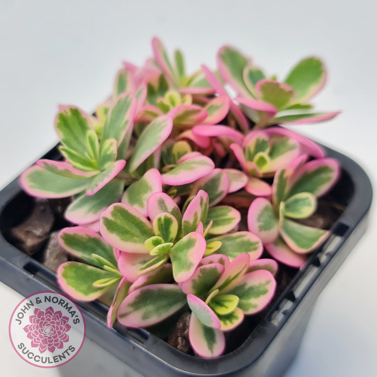 Portulaca oleracea variegata