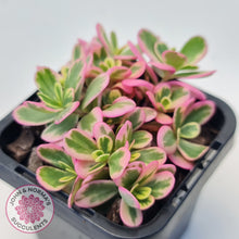 Load image into Gallery viewer, Portulaca oleracea variegata