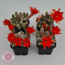 Load image into Gallery viewer, Echinopsis chamaecereus - John & Norma's Succulents