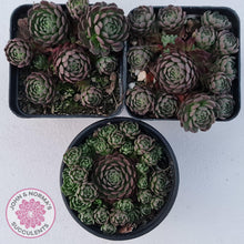 Load image into Gallery viewer, Rosularia Platyphylla - John & Norma's Succulents