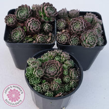 Load image into Gallery viewer, Rosularia Platyphylla - John & Norma's Succulents