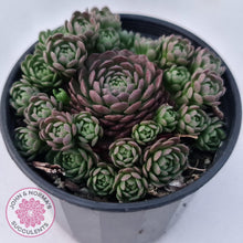 Load image into Gallery viewer, Rosularia Platyphylla - John & Norma's Succulents