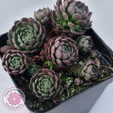Load image into Gallery viewer, Rosularia Platyphylla - John & Norma's Succulents
