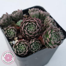 Load image into Gallery viewer, Rosularia Platyphylla