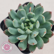 Load image into Gallery viewer, Sedeveria 'Blue Elf' - John & Norma's Succulents