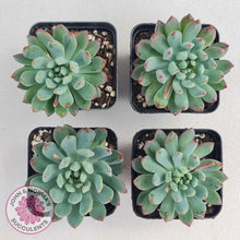 Load image into Gallery viewer, Sedeveria 'Blue Elf' - John & Norma's Succulents