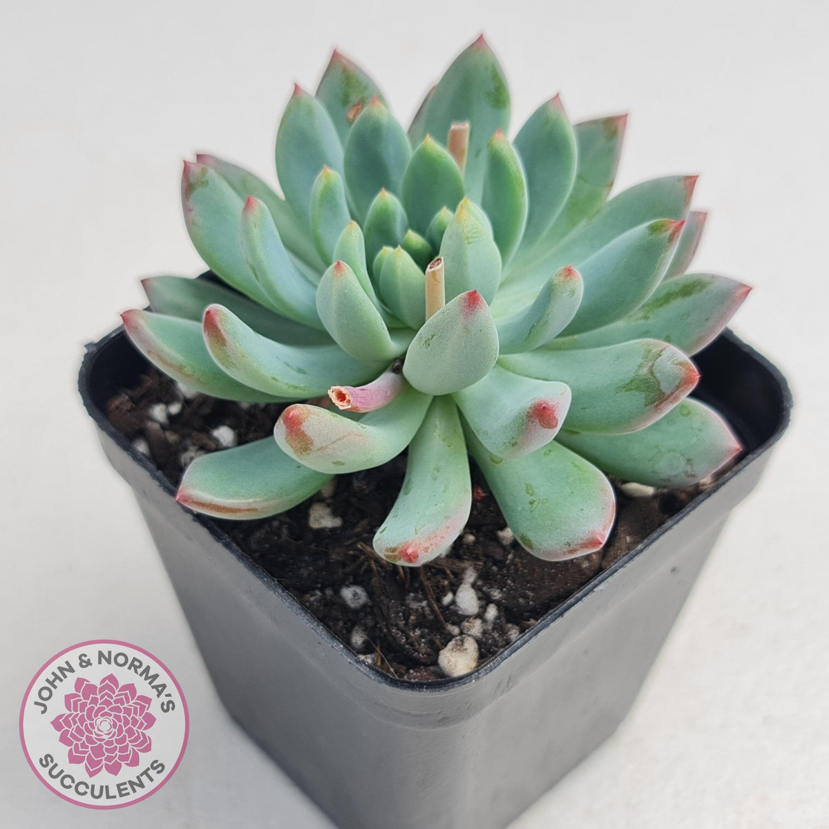 Sedeveria 'Blue Elf'
