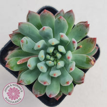 Load image into Gallery viewer, Sedeveria 'Blue Elf' - John & Norma's Succulents