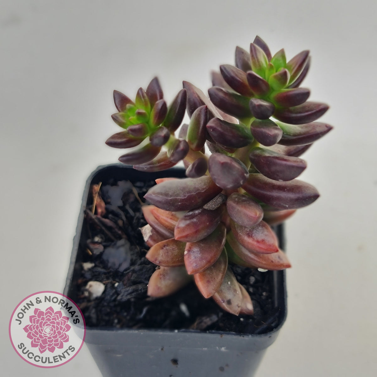 Sedeveria 'Jet Beads'