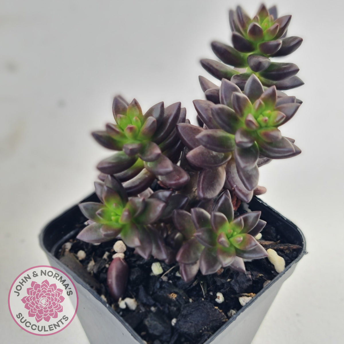 Sedeveria 'Jet Beads'