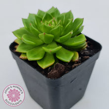 Load image into Gallery viewer, Sedeveria Letizia (w pups)