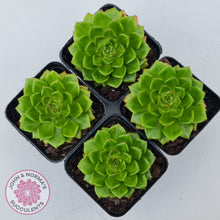 Load image into Gallery viewer, Sedeveria Letizia (w pups)