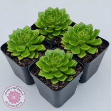 Load image into Gallery viewer, Sedeveria Letizia