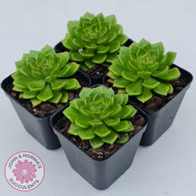 Load image into Gallery viewer, Sedeveria Letizia (w pups)