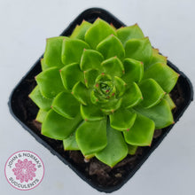 Load image into Gallery viewer, Sedeveria Letizia (w pups)