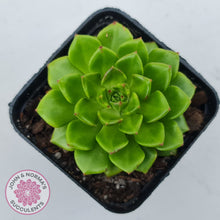 Load image into Gallery viewer, Sedeveria Letizia (w pups)