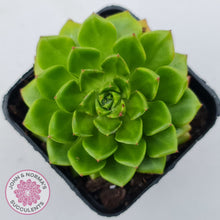Load image into Gallery viewer, Sedeveria Letizia (w pups)