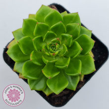 Load image into Gallery viewer, Sedeveria Letizia (w pups)