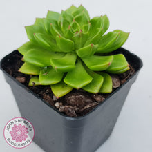 Load image into Gallery viewer, Sedeveria Letizia (w pups)