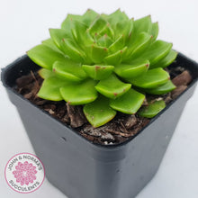 Load image into Gallery viewer, Sedeveria Letizia