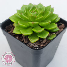 Load image into Gallery viewer, Sedeveria Letizia (w pups)