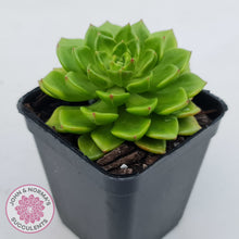 Load image into Gallery viewer, Sedeveria Letizia (w pups)