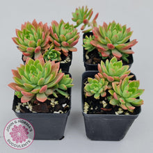 Load image into Gallery viewer, Sedeveria Maialen - John & Norma's Succulents Australia