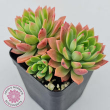 Load image into Gallery viewer, Sedeveria Maialen - John & Norma's Succulents Australia