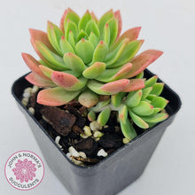 Load image into Gallery viewer, Sedeveria Maialen - John & Norma's Succulents Australia