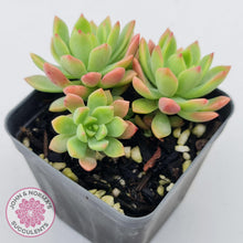 Load image into Gallery viewer, Sedeveria Maialen - John & Norma's Succulents Australia