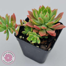 Load image into Gallery viewer, Sedeveria Maialen - John & Norma's Succulents Australia
